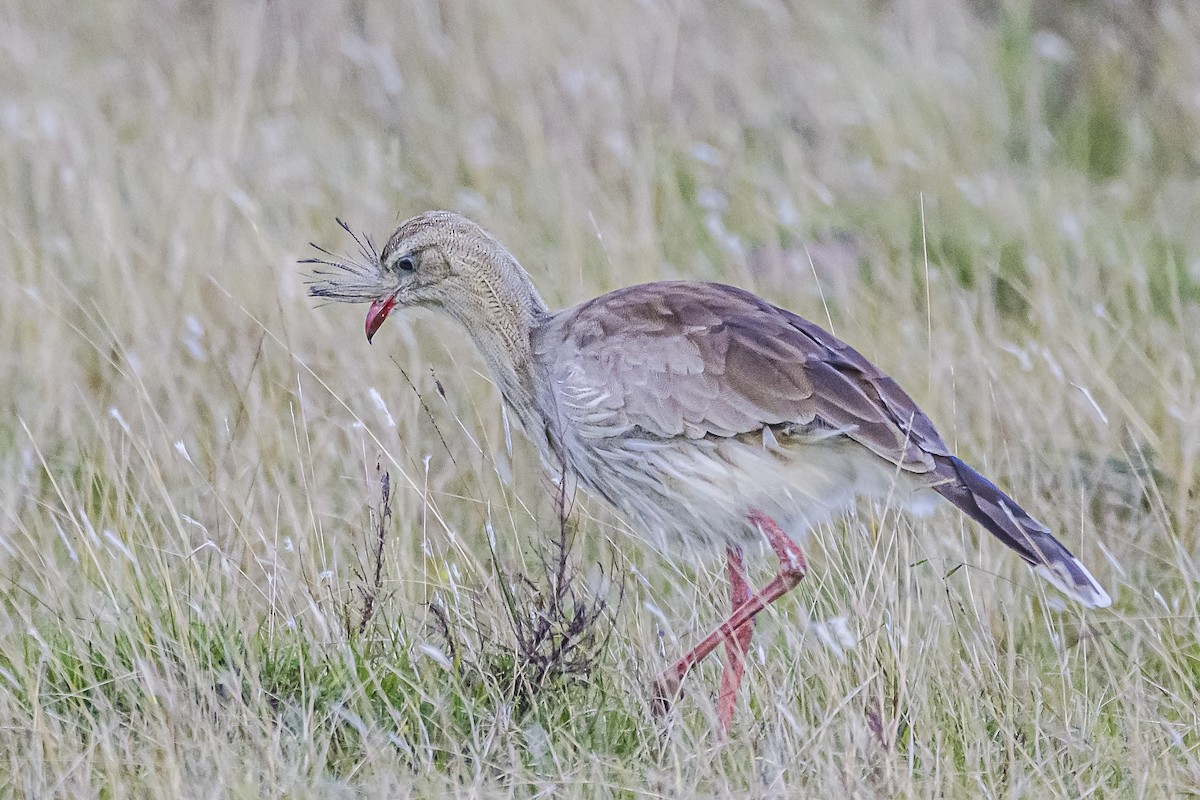 Red-legged Seriema - Amed Hernández