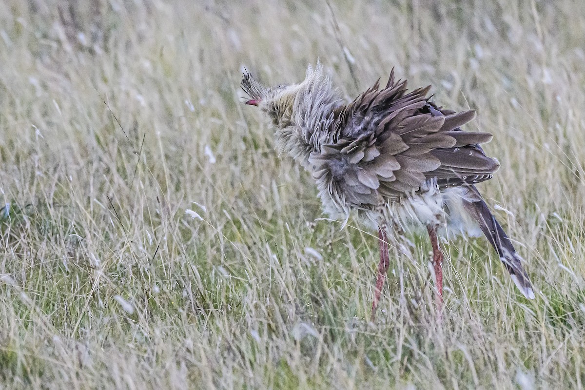 Red-legged Seriema - Amed Hernández