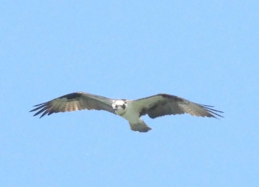 Osprey - Richard Fanning