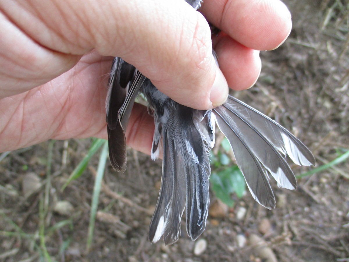 Black-and-white Warbler - Blaine Carnes