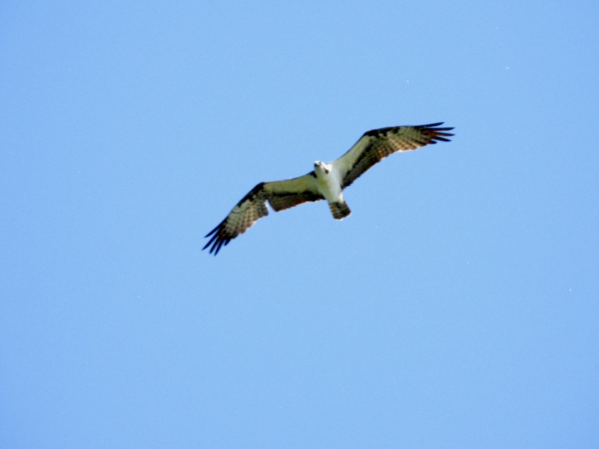 Osprey - Richard Fanning