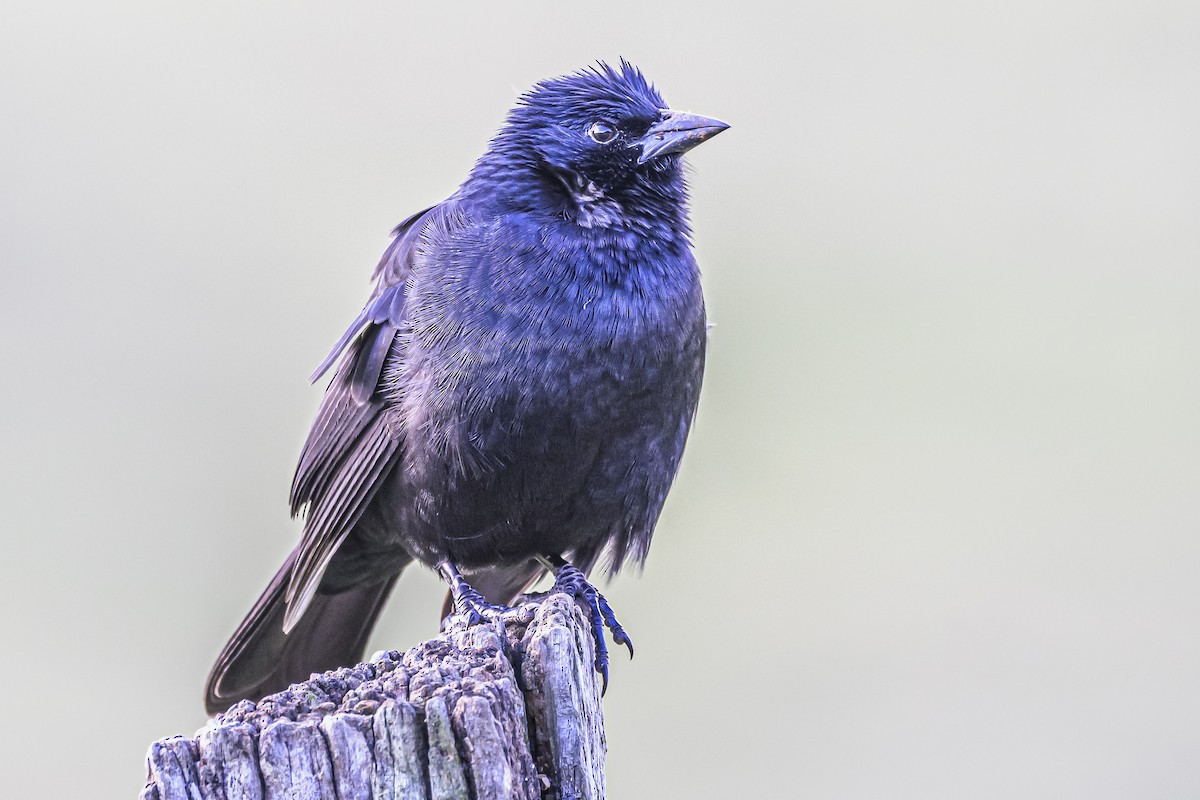 Chopi Blackbird - Amed Hernández