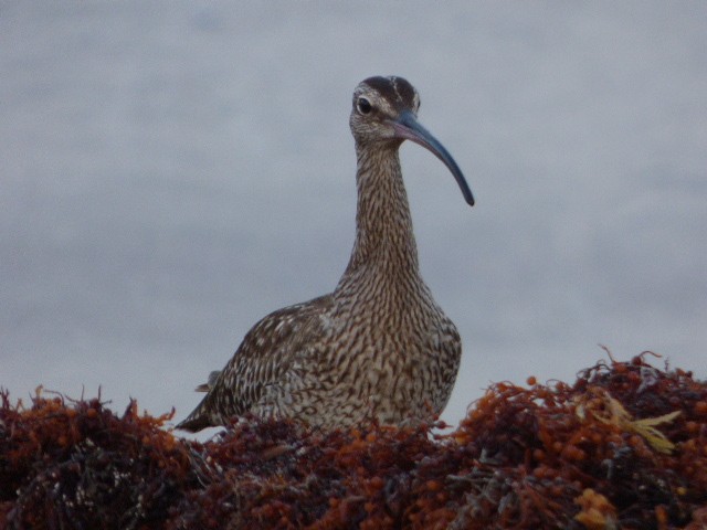 Whimbrel - Rob Emery