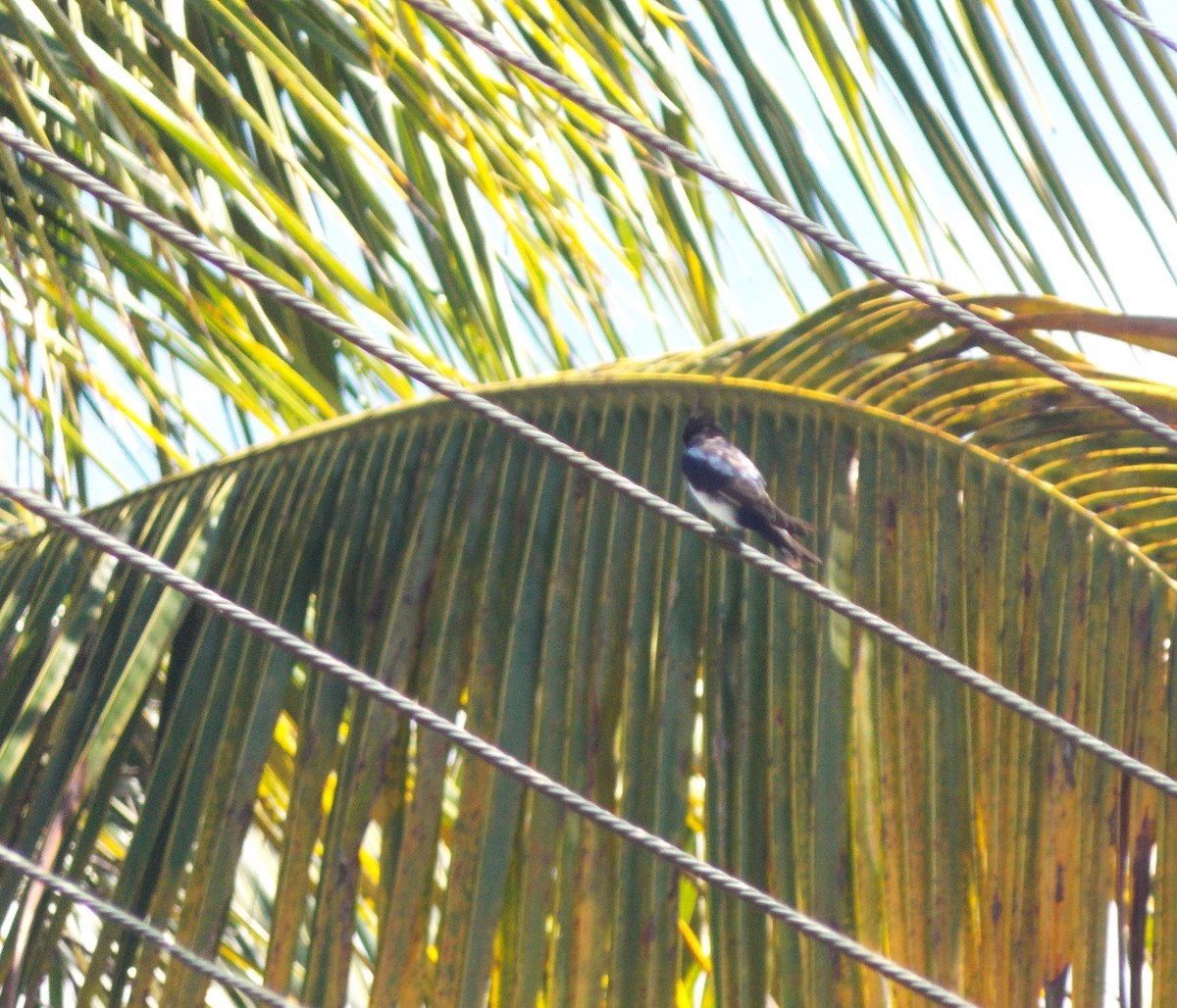 Gray-breasted Martin - ML619502466