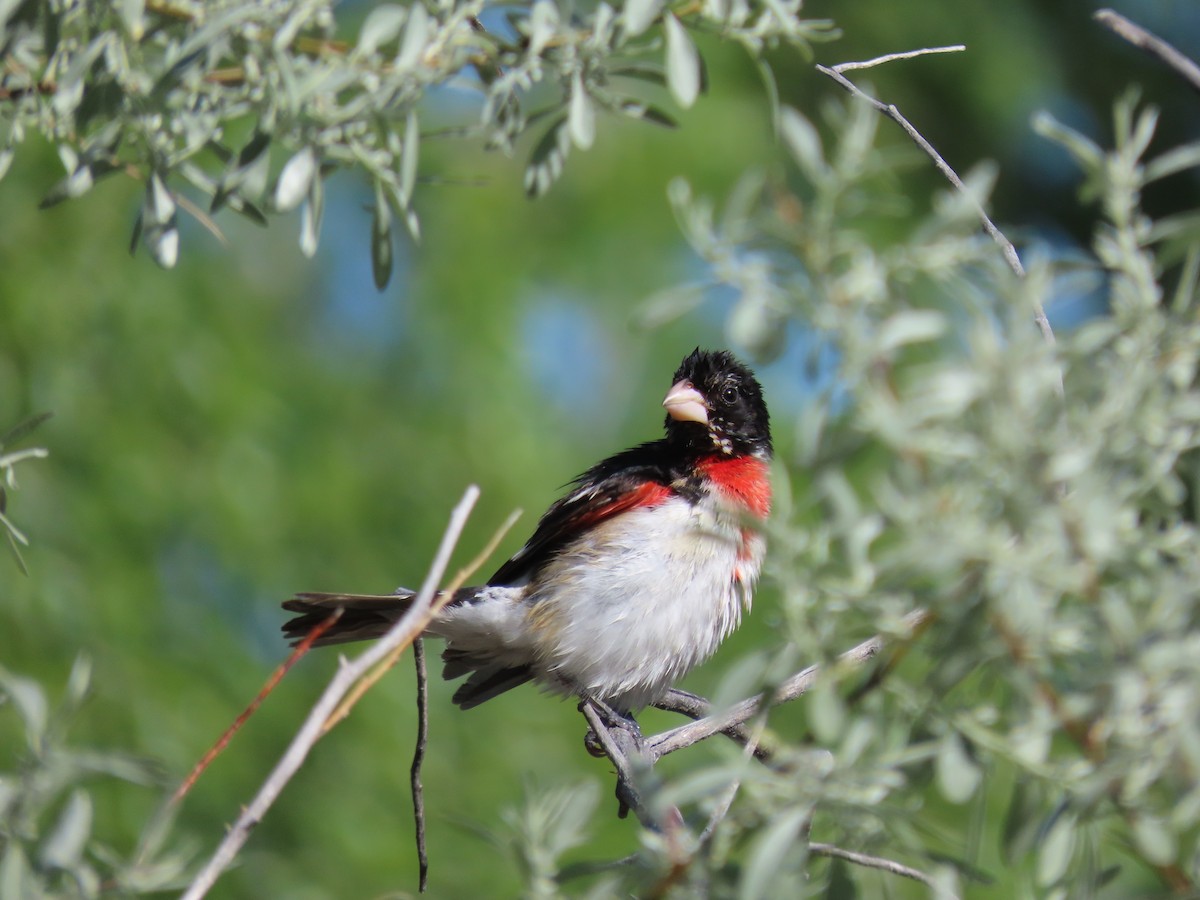 Rose-breasted Grosbeak - Myron Gerhard