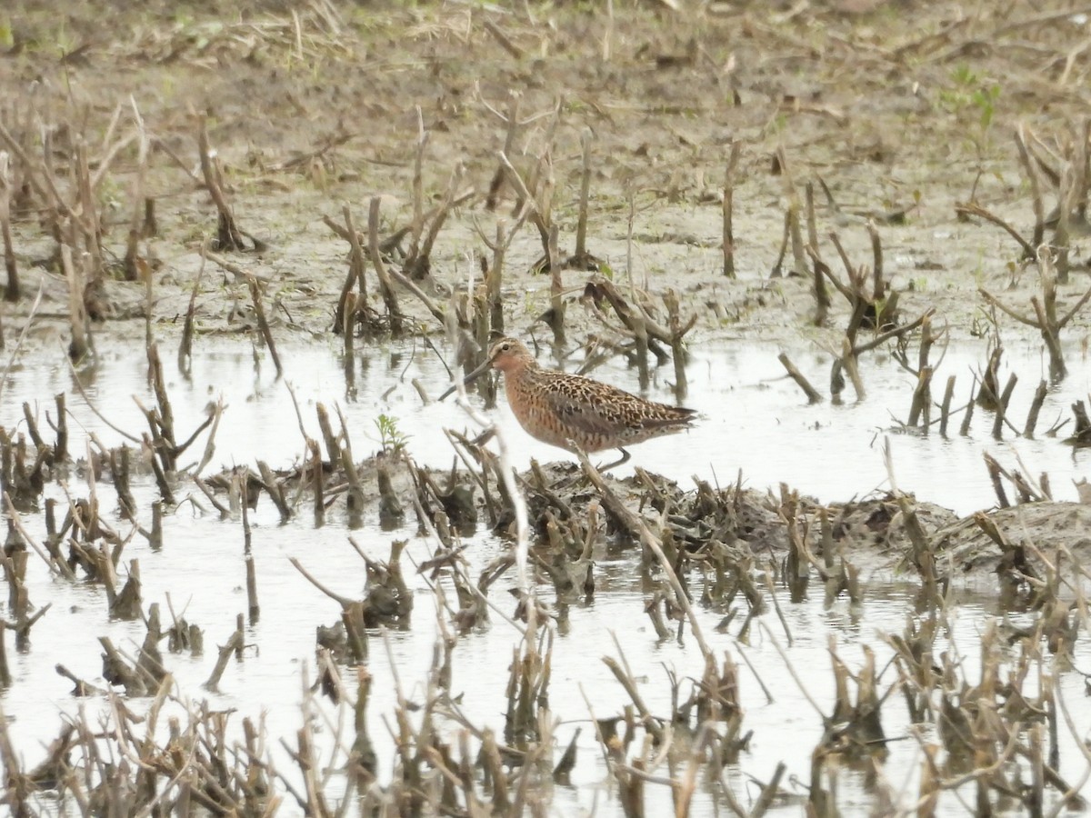 Short-billed Dowitcher - Joy L