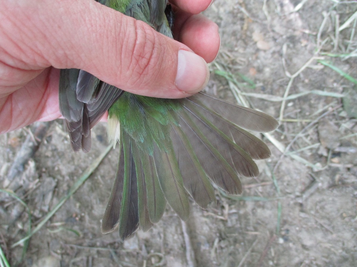 Painted Bunting - Blaine Carnes