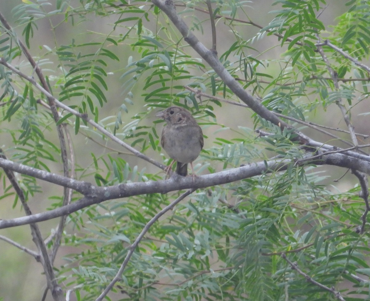 Botteri's Sparrow - Jeff Miller