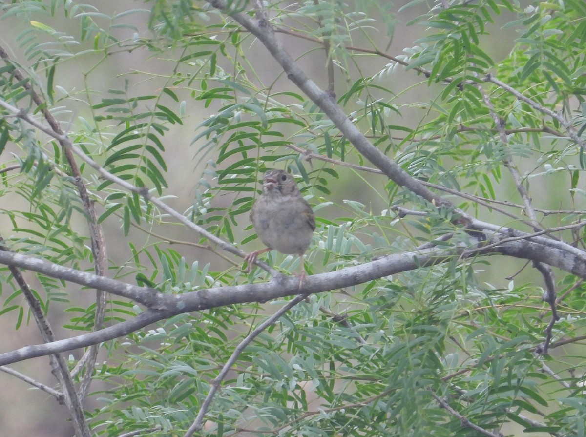 Botteri's Sparrow - Jeff Miller