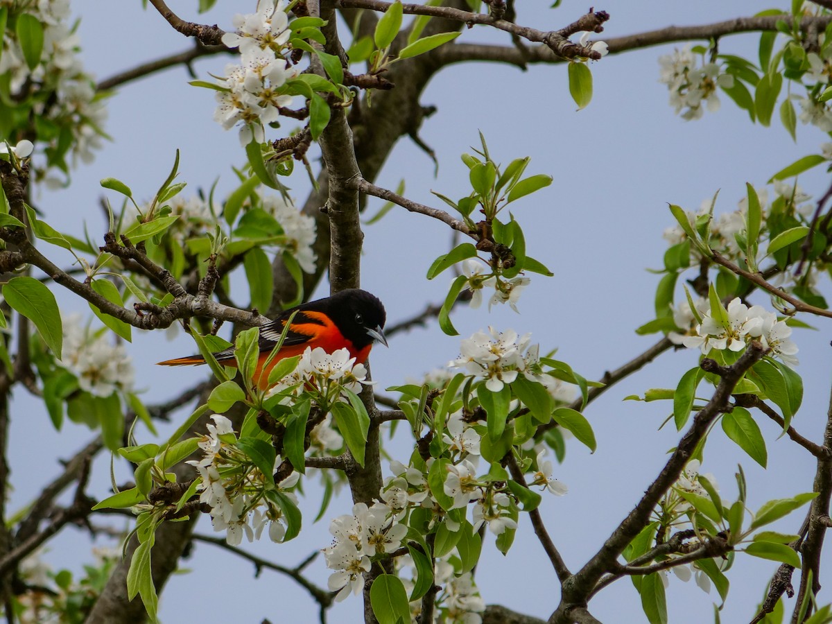 Baltimore Oriole - Bob Izumi