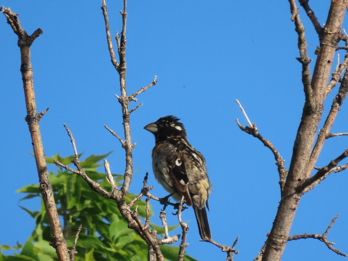 Rose-breasted/Black-headed Grosbeak - Myron Gerhard