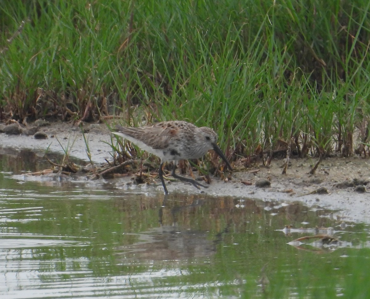 Dunlin - Jeff Miller