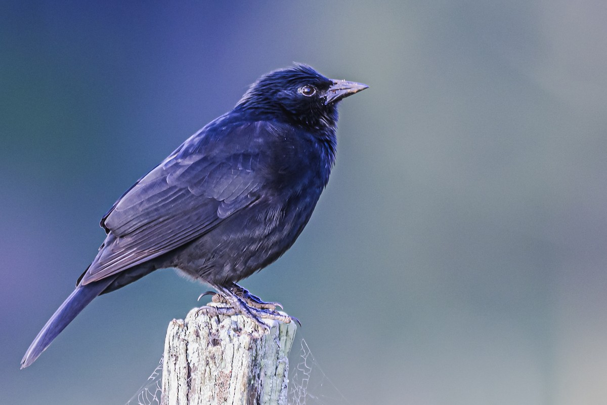 Chopi Blackbird - Amed Hernández