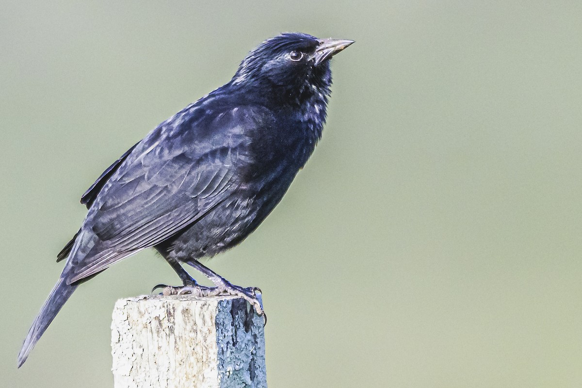 Chopi Blackbird - Amed Hernández