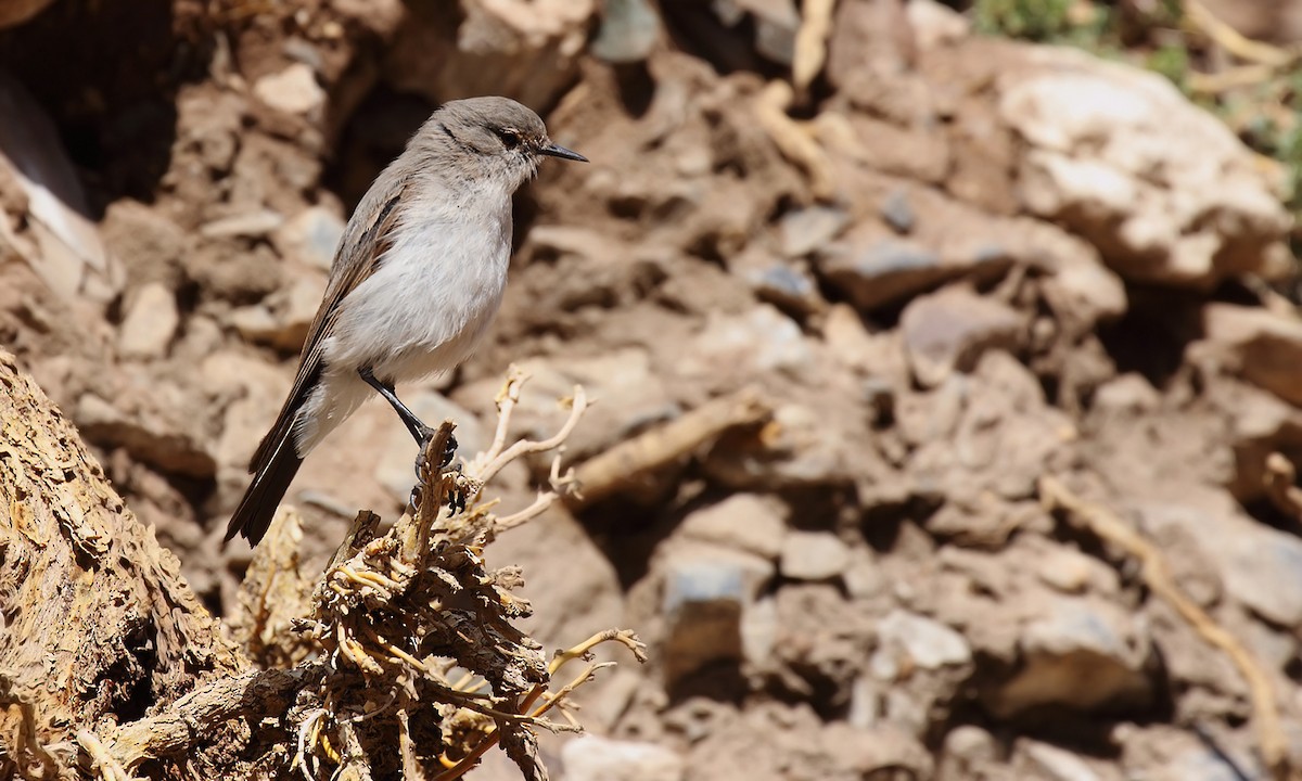 Cinereous Ground-Tyrant - ML619502495