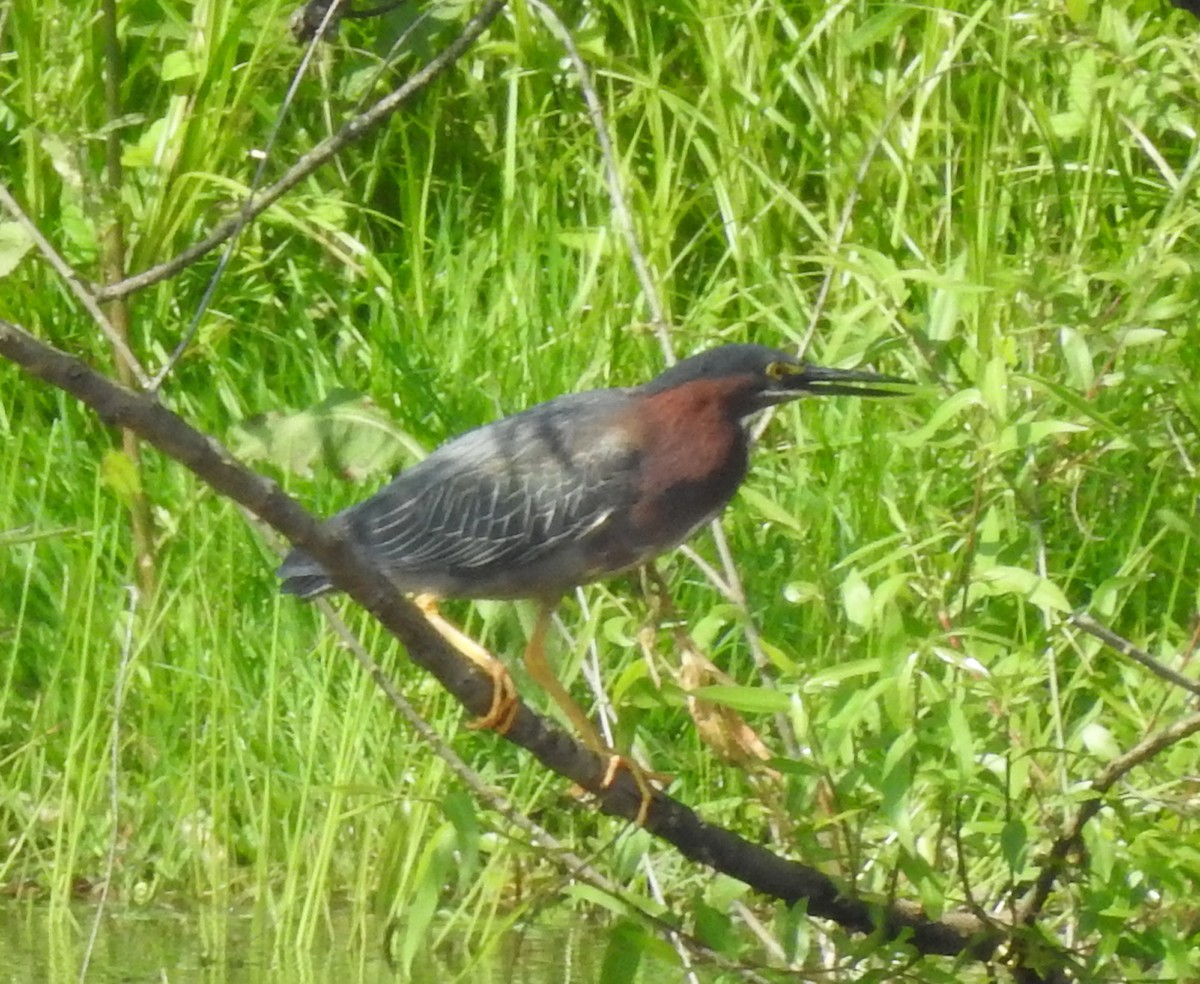 Green Heron - Ed Escalante