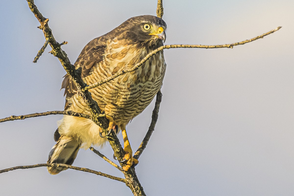 Roadside Hawk - Amed Hernández