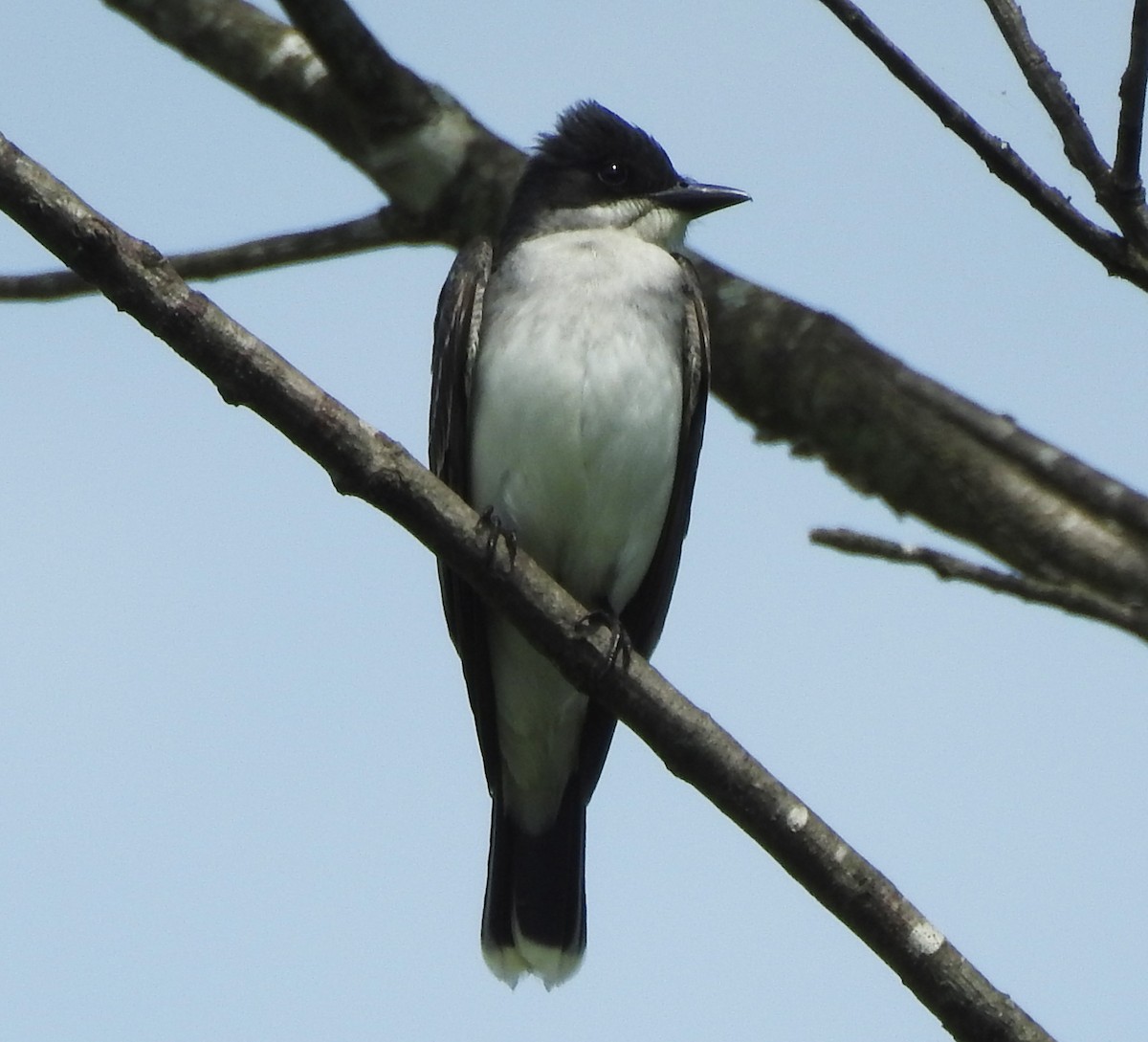 Eastern Kingbird - Ed Escalante