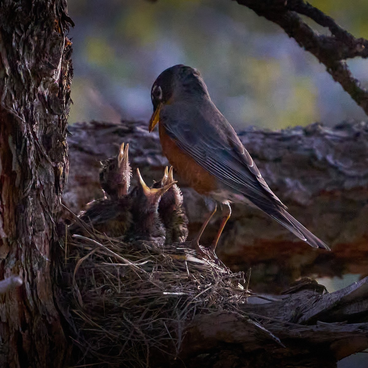 American Robin - Julie Laity