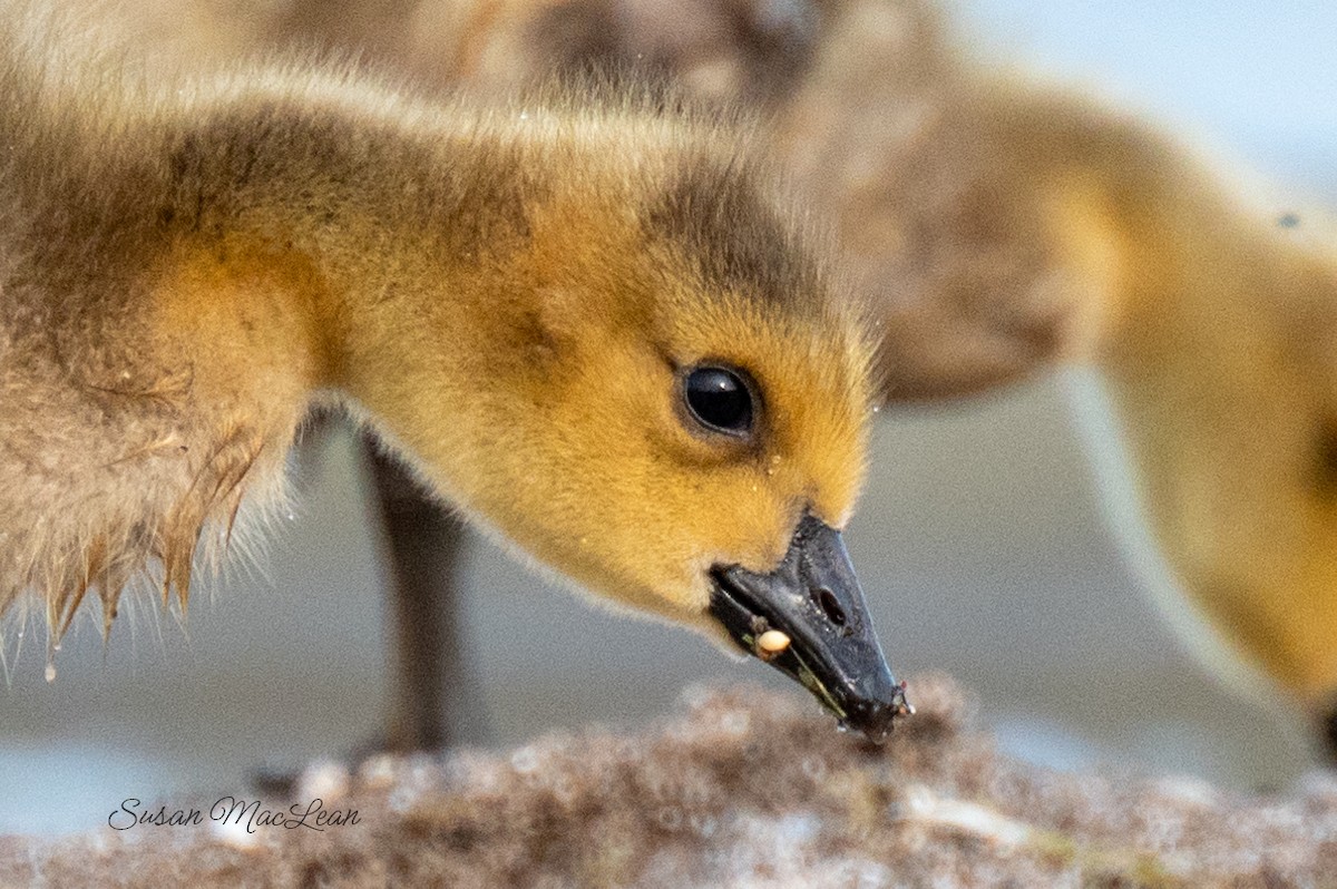 Canada Goose - Susan MacLean