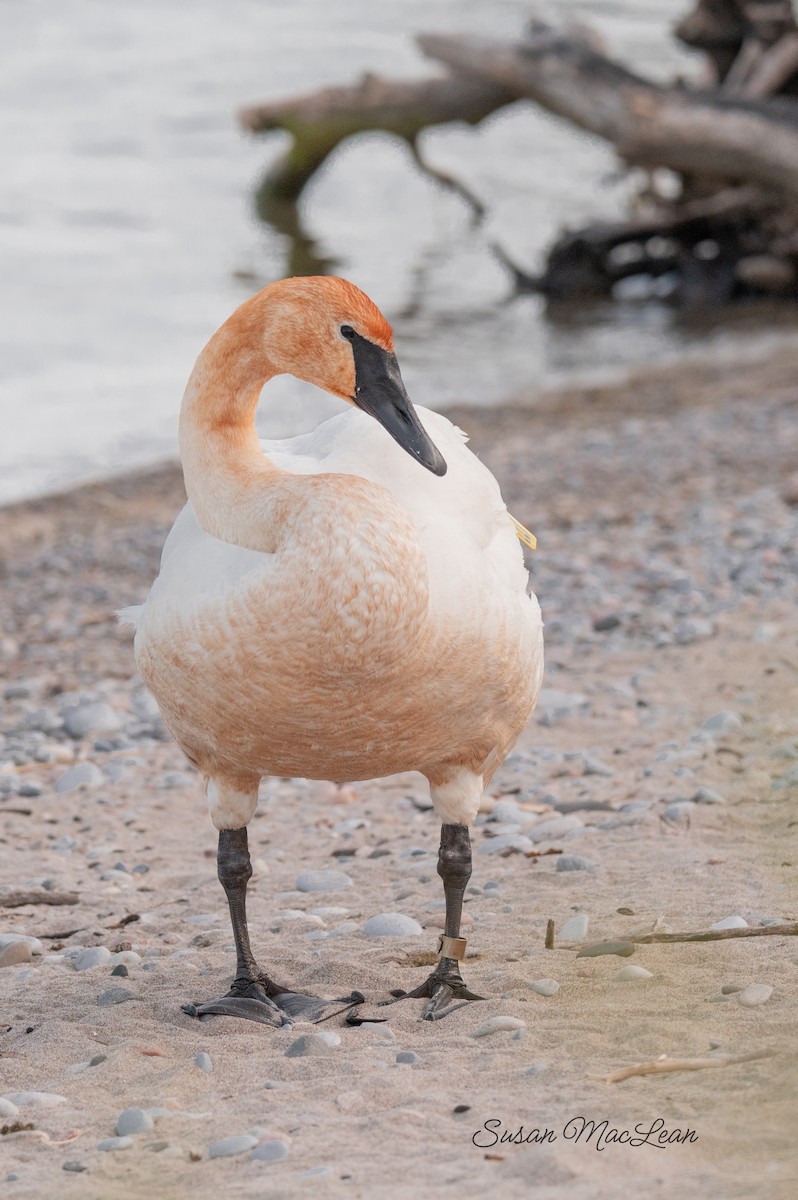 Trumpeter Swan - Susan MacLean