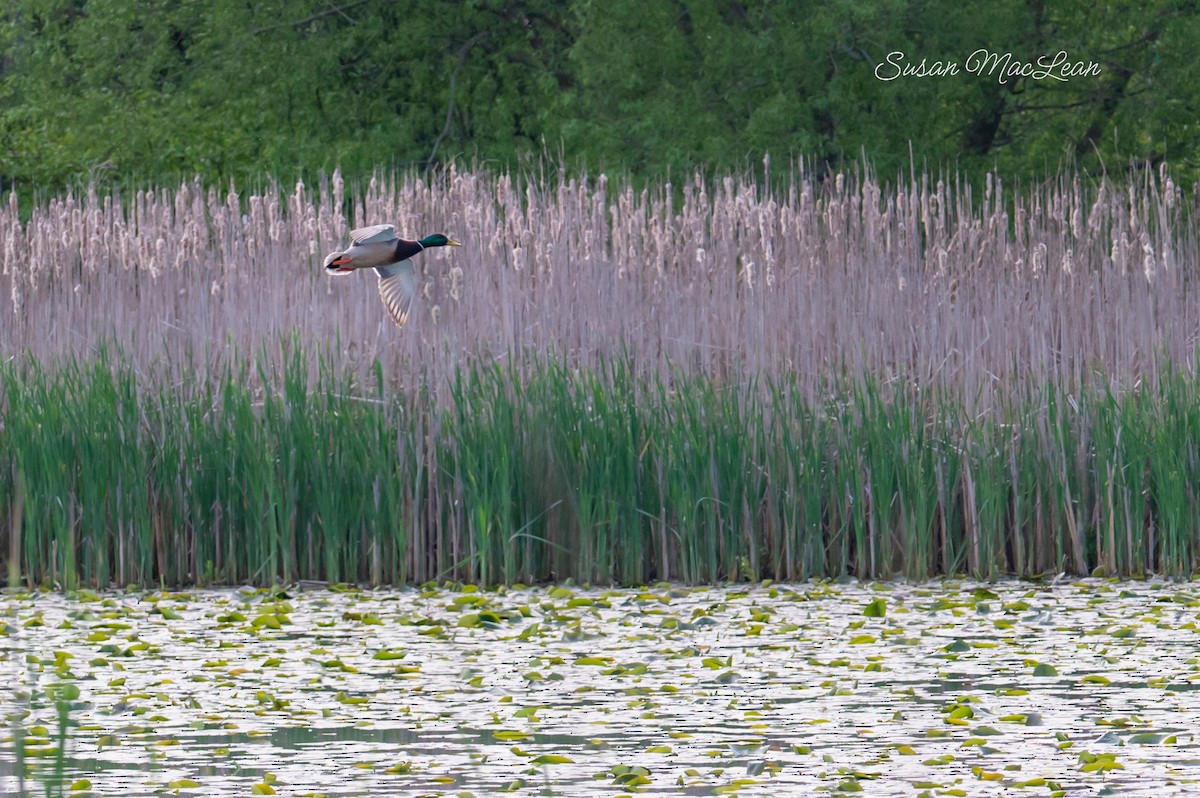 Mallard - Susan MacLean