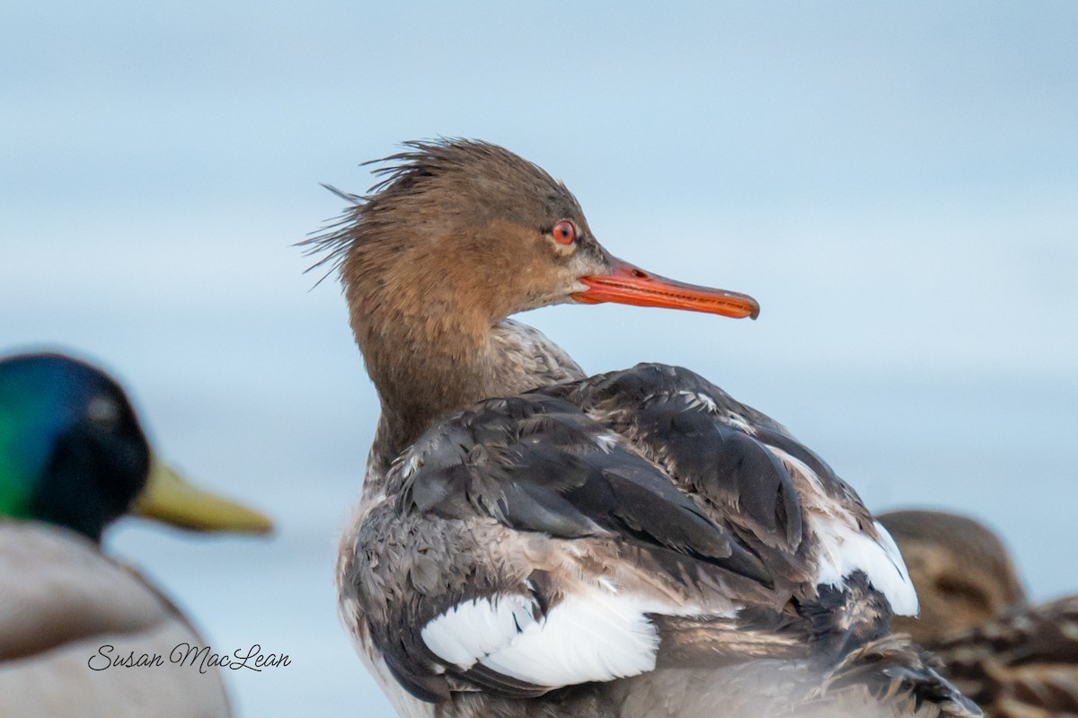 Common Merganser - Susan MacLean