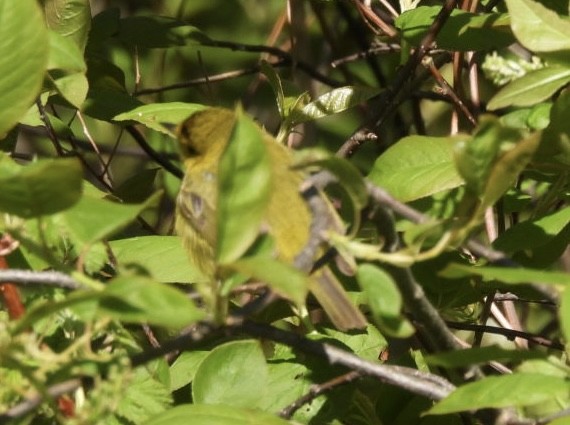 Wilson's Warbler - Vikki Jones