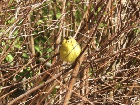 Wilson's Warbler - Vikki Jones