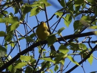 Wilson's Warbler - Vikki Jones