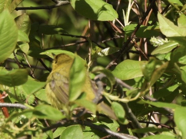 Wilson's Warbler - Vikki Jones