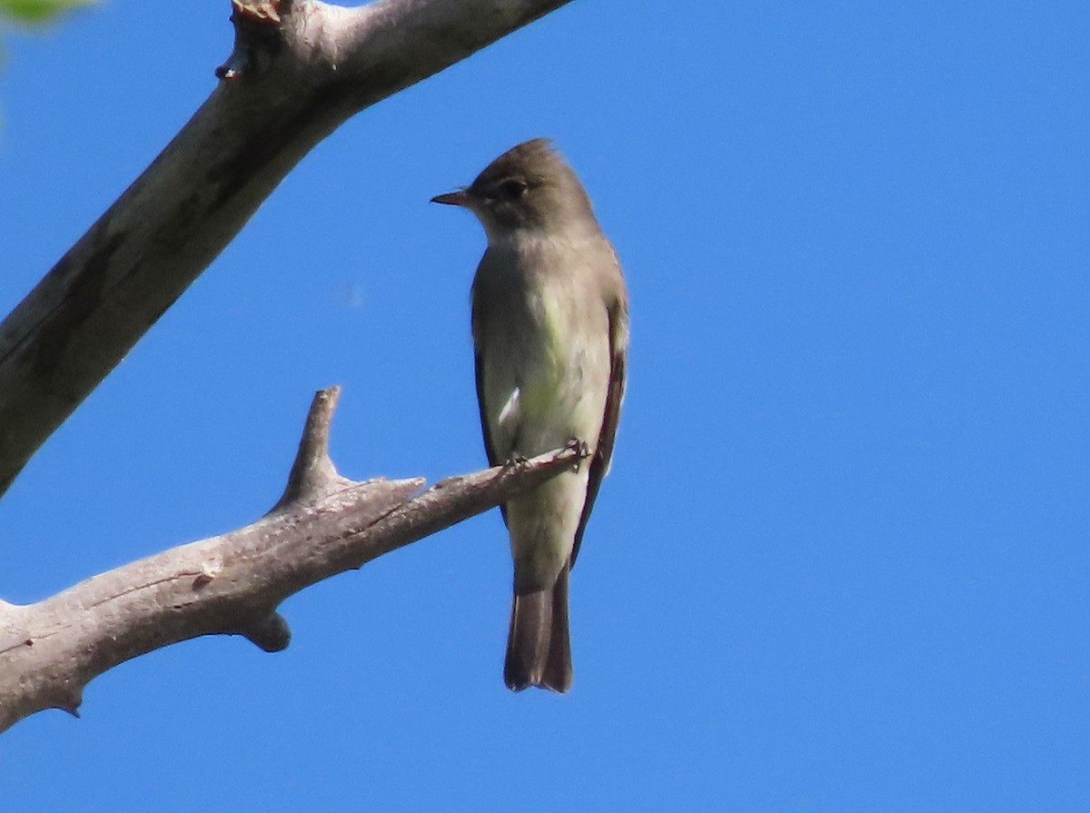 Western Wood-Pewee - Myron Gerhard