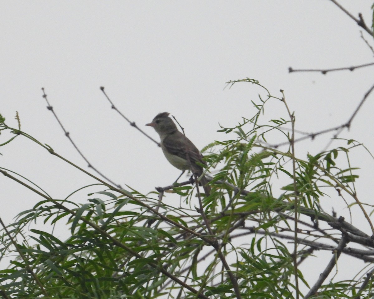 Northern Beardless-Tyrannulet - Jeff Miller