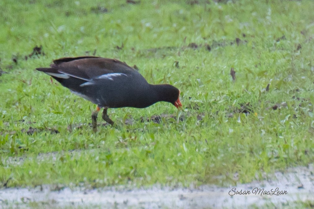 Common Gallinule - Susan MacLean