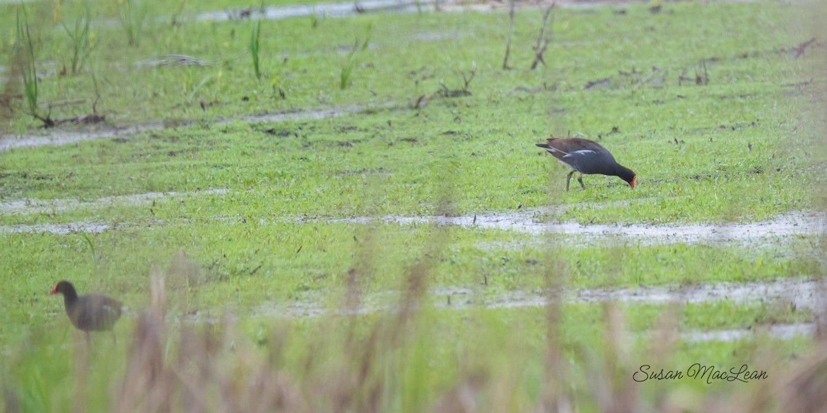 Common Gallinule - Susan MacLean