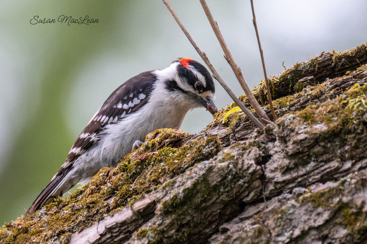 Downy Woodpecker - Susan MacLean