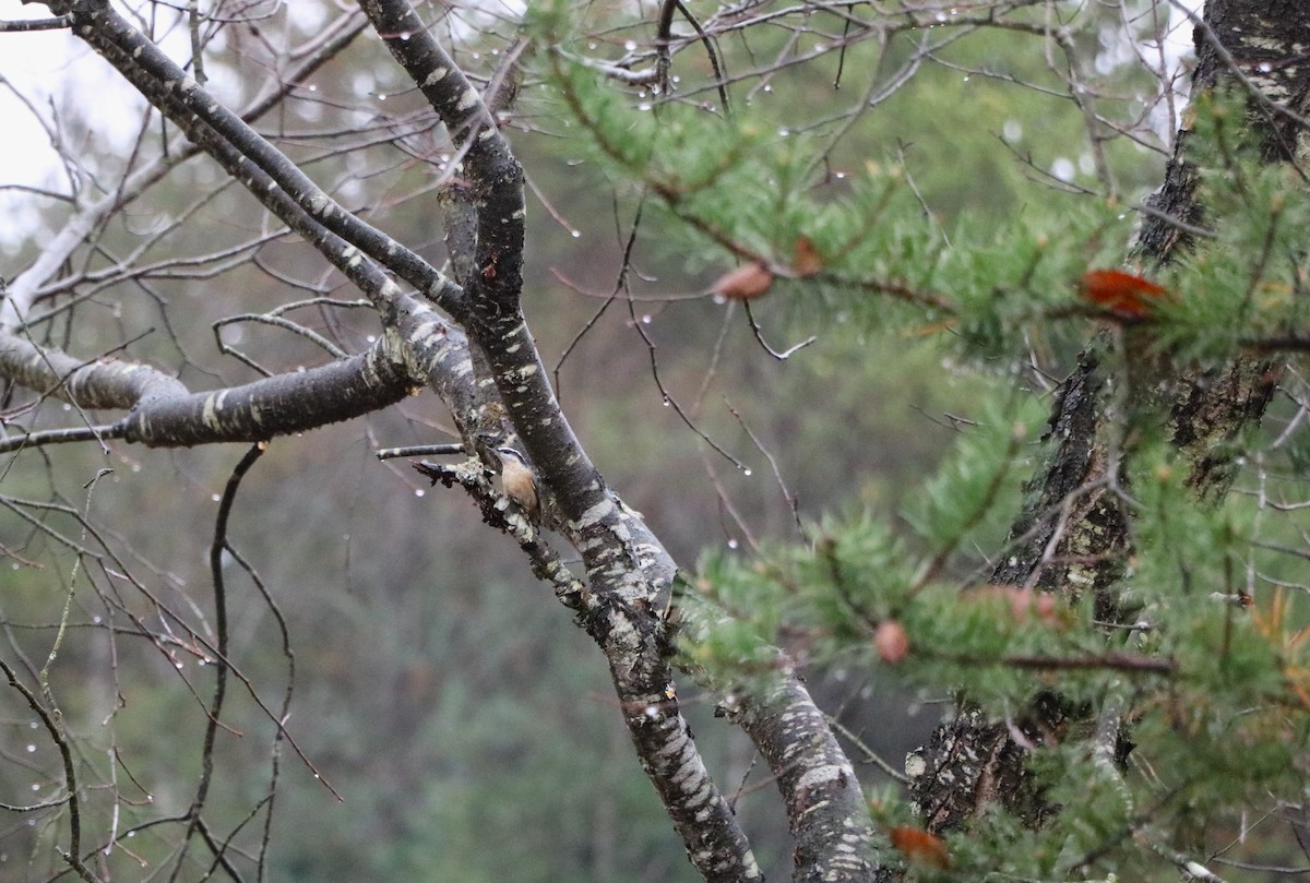 Red-breasted Nuthatch - Lisa Maier