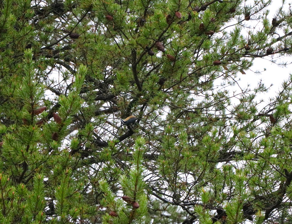 Red-breasted Nuthatch - Lisa Maier