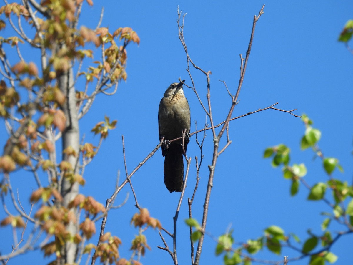 Great-tailed Grackle - Vikki Jones