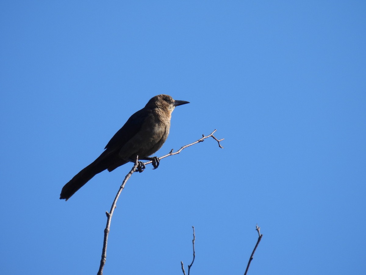 Great-tailed Grackle - Vikki Jones