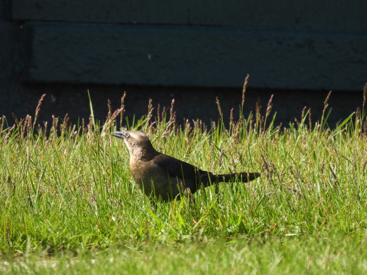 Great-tailed Grackle - Vikki Jones