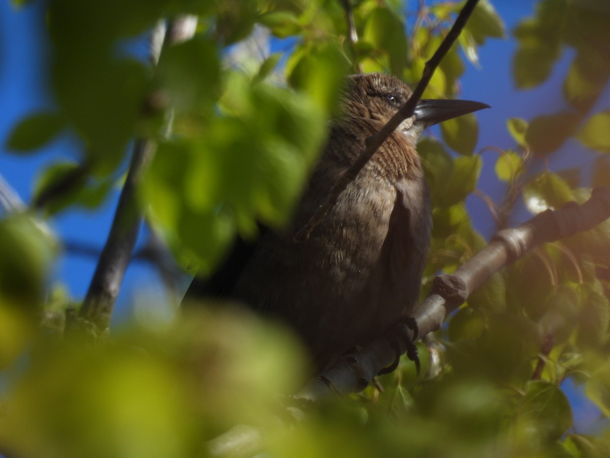 Great-tailed Grackle - Vikki Jones