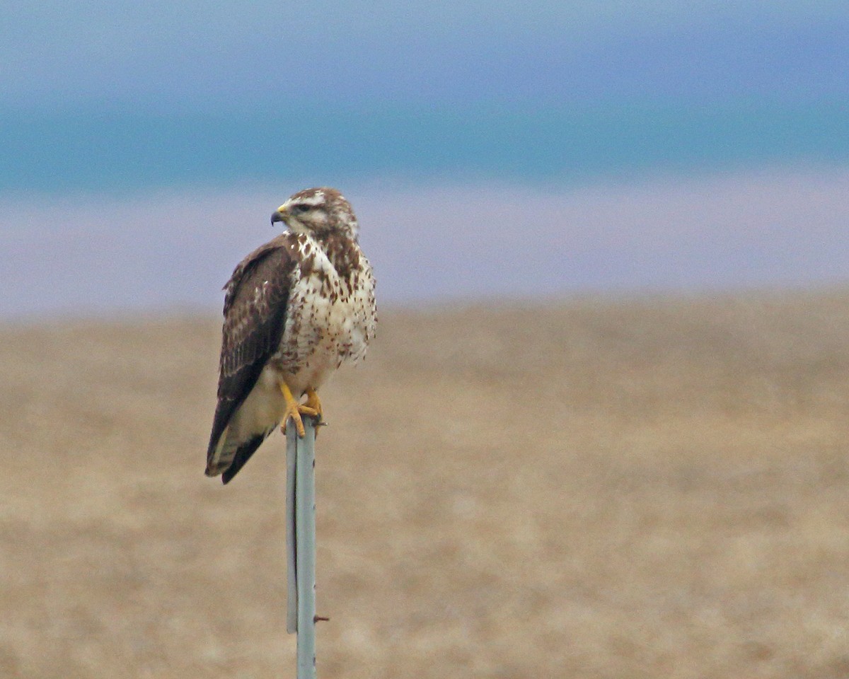 Swainson's Hawk - ML619502568