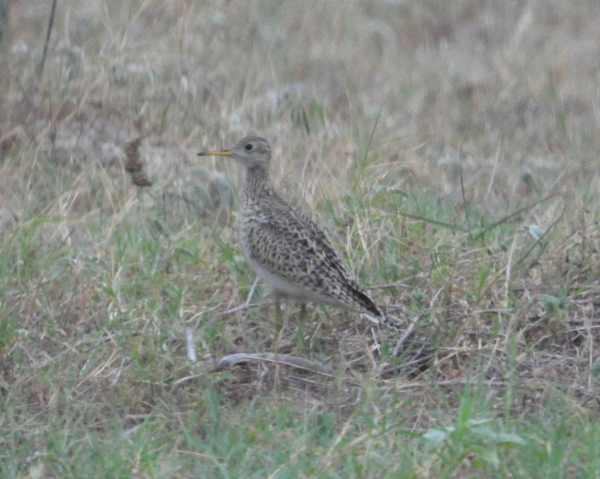 Upland Sandpiper - Jeff Miller