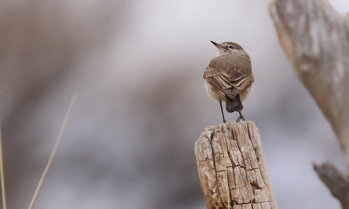 Spot-billed Ground-Tyrant - ML619502579