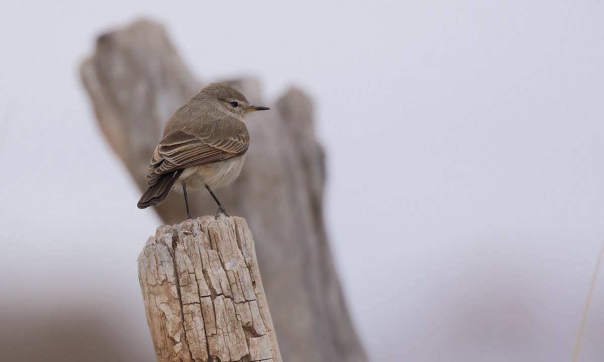 Spot-billed Ground-Tyrant - ML619502580