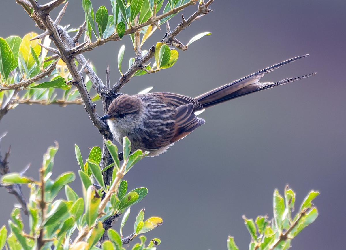 Streaked Tit-Spinetail (White-throated) - ML619502582