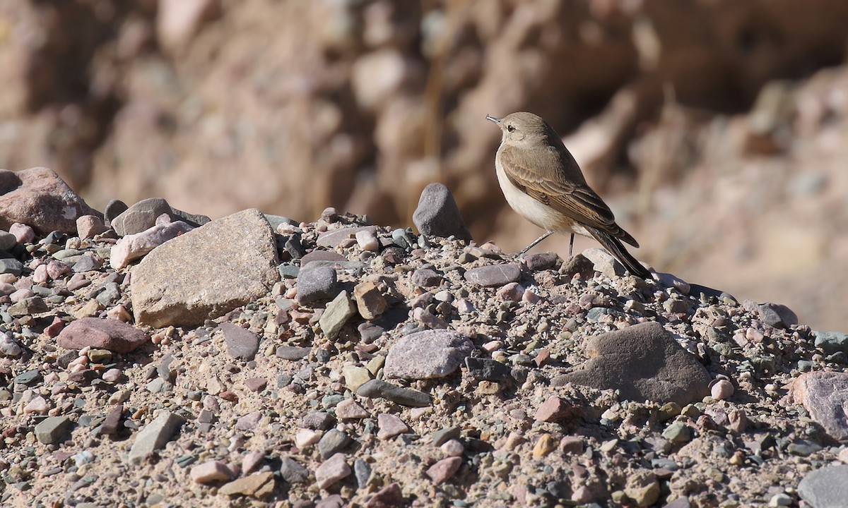 Spot-billed Ground-Tyrant - ML619502584