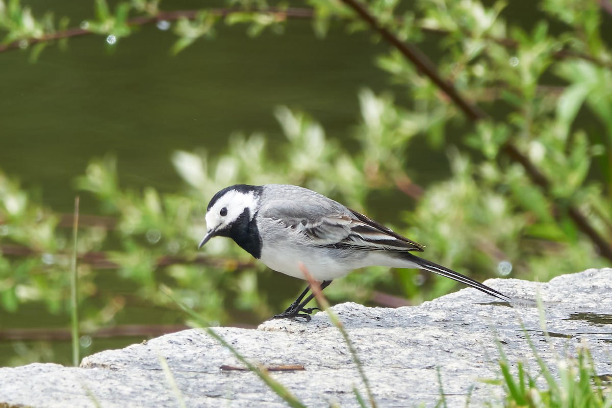 White Wagtail - Luis Manso