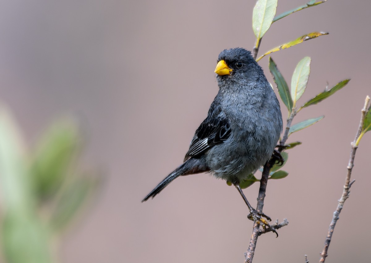 Band-tailed Seedeater - David F. Belmonte